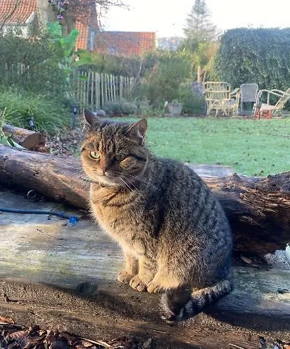 Boho Beach Villa Bergen